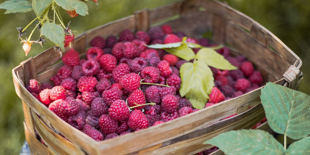5 méthodes astucieuses pour savourer les framboises toute l'année