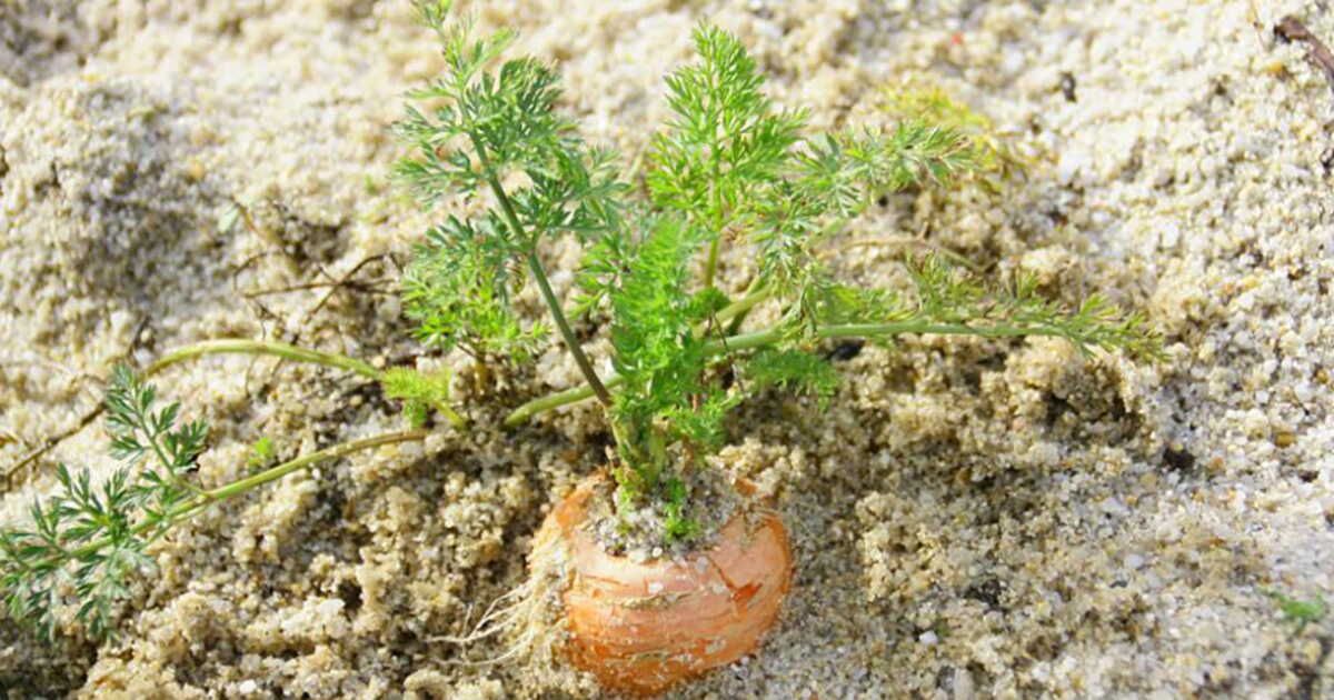 Carottes des sables : pourquoi sont-elles si savoureuses ?