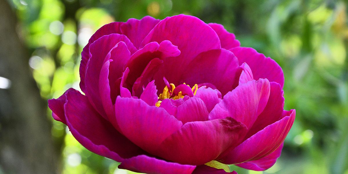Les 14 fleurs de printemps incontournables pour embellir votre jardin