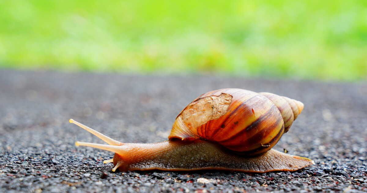 Éloignez les escargots de votre jardin avec ces 4 conseils simples