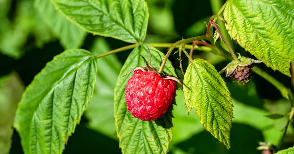 Les secrets de la plantation des framboisiers révélés