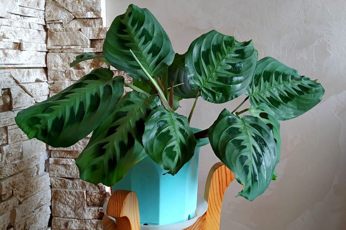 Calathea : entretien d'une plante aux nombreuses variétés