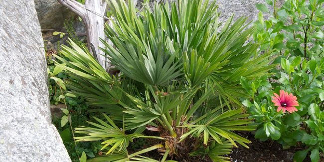 Découvrez le palmier arbustif : le compagnon idéal pour votre jardin