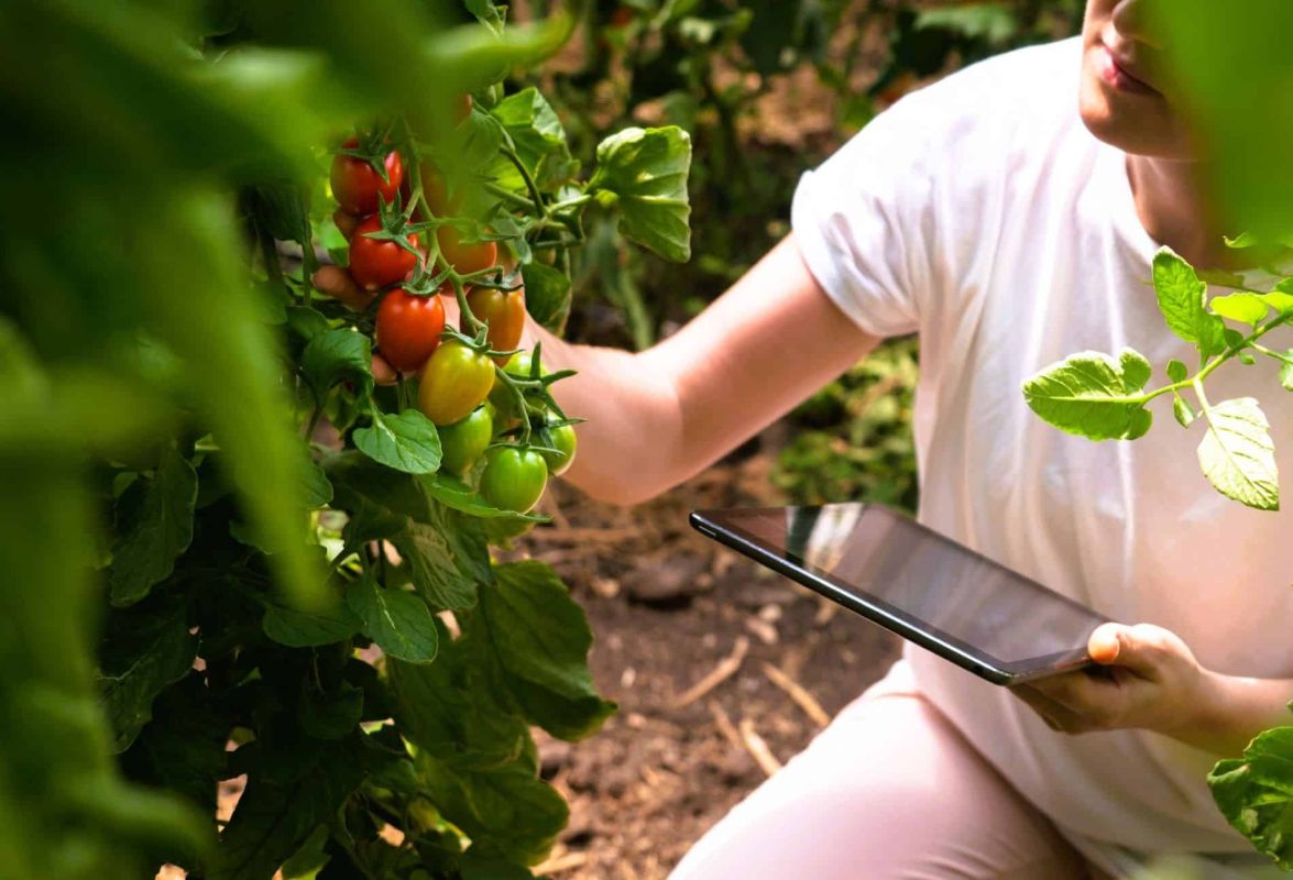 Les dangers inattendus du faux soleil de juin pour votre potager