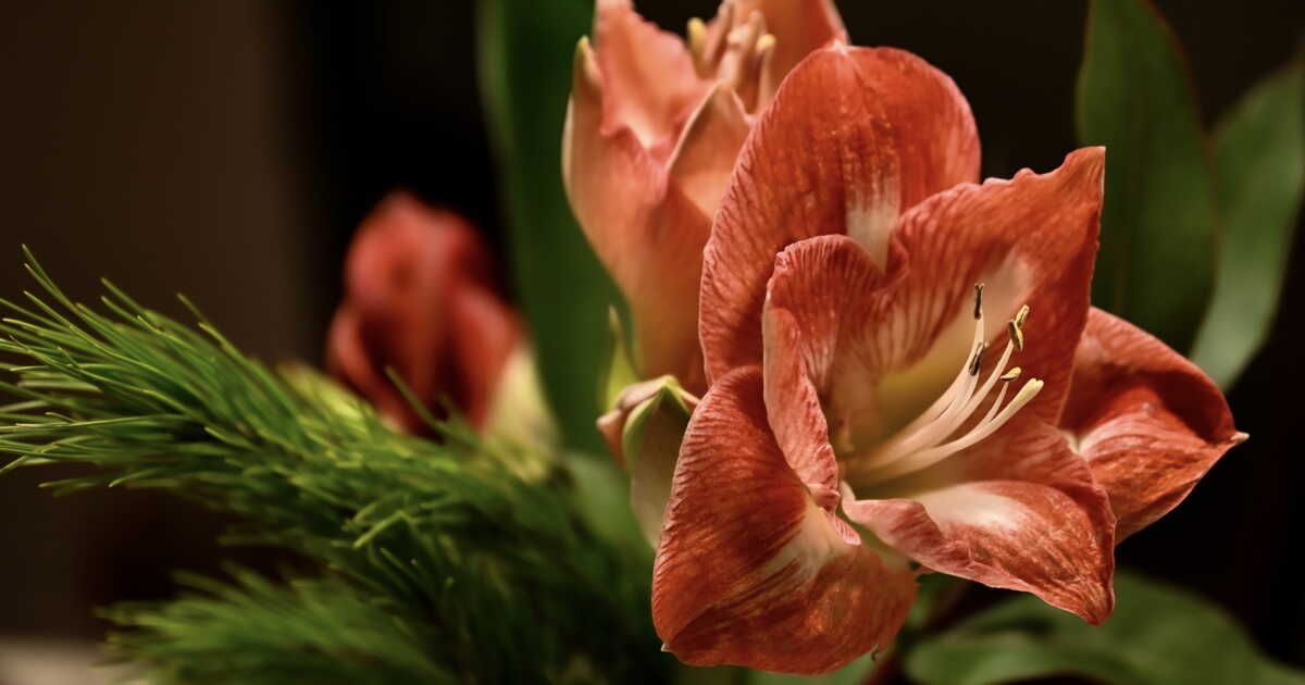 Comment cultiver et prendre soin d'une amaryllis ?