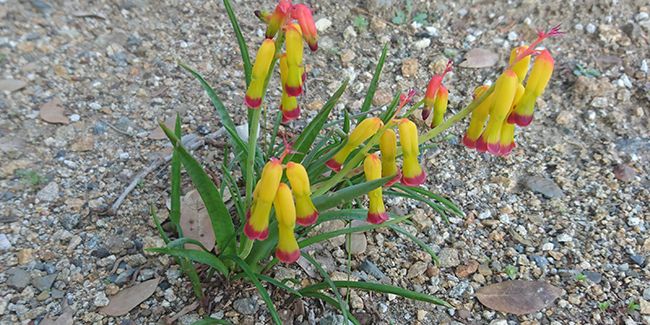 Coucou du Cap : ces fleurs éclatantes qui illuminent l'hiver
