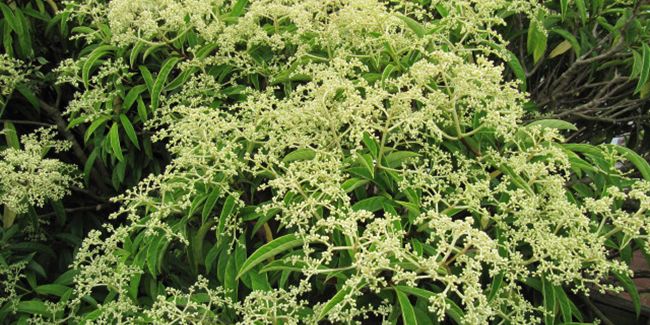 Fausse viorne (Pileostegia viburnoides), proche de l'hortensia