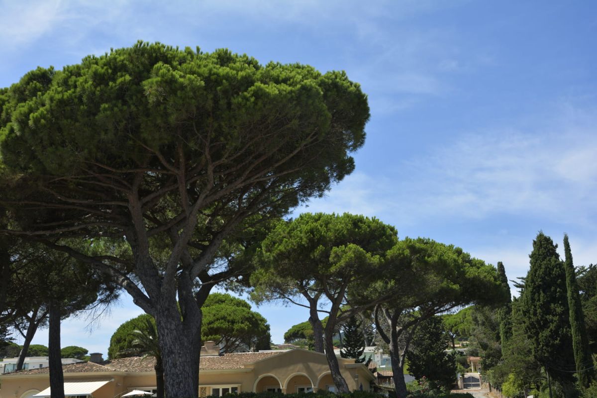 Pin parasol : où et quand planter le pin pinier, comment le tailler ?