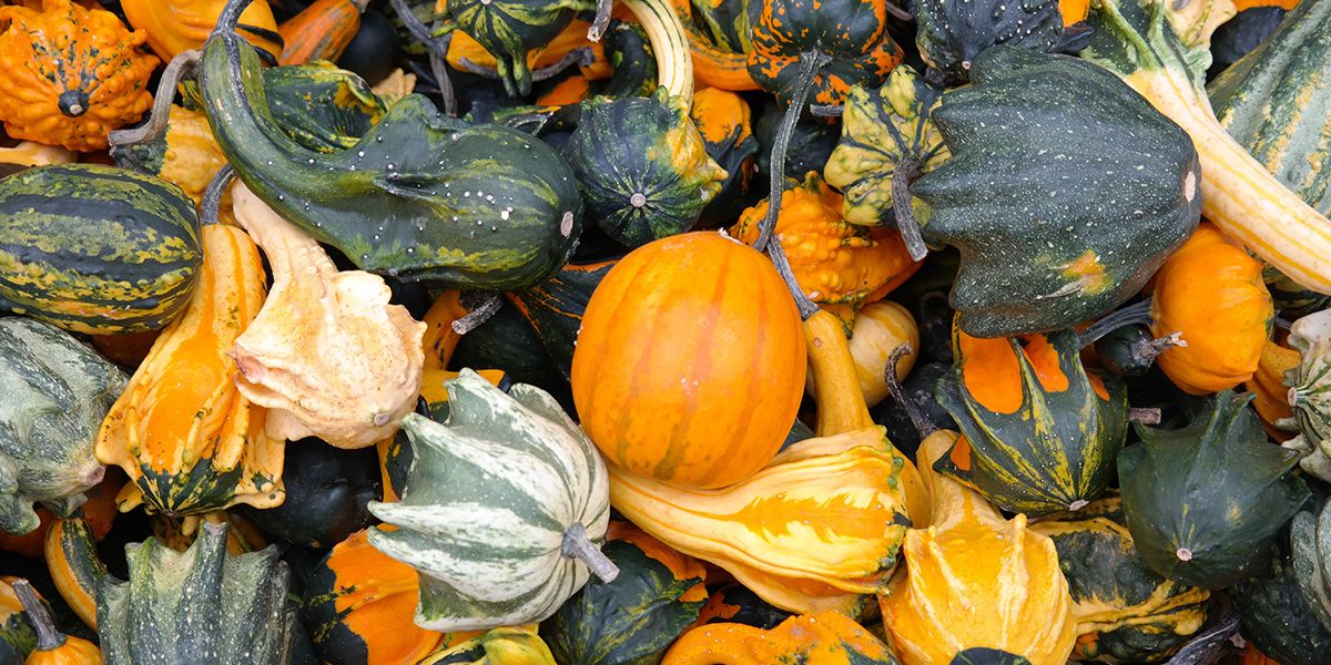 La coloquinte, une courge aux mille facettes