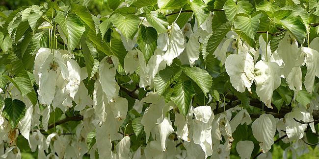 Arbre aux mouchoirs : beauté et mystère au jardin