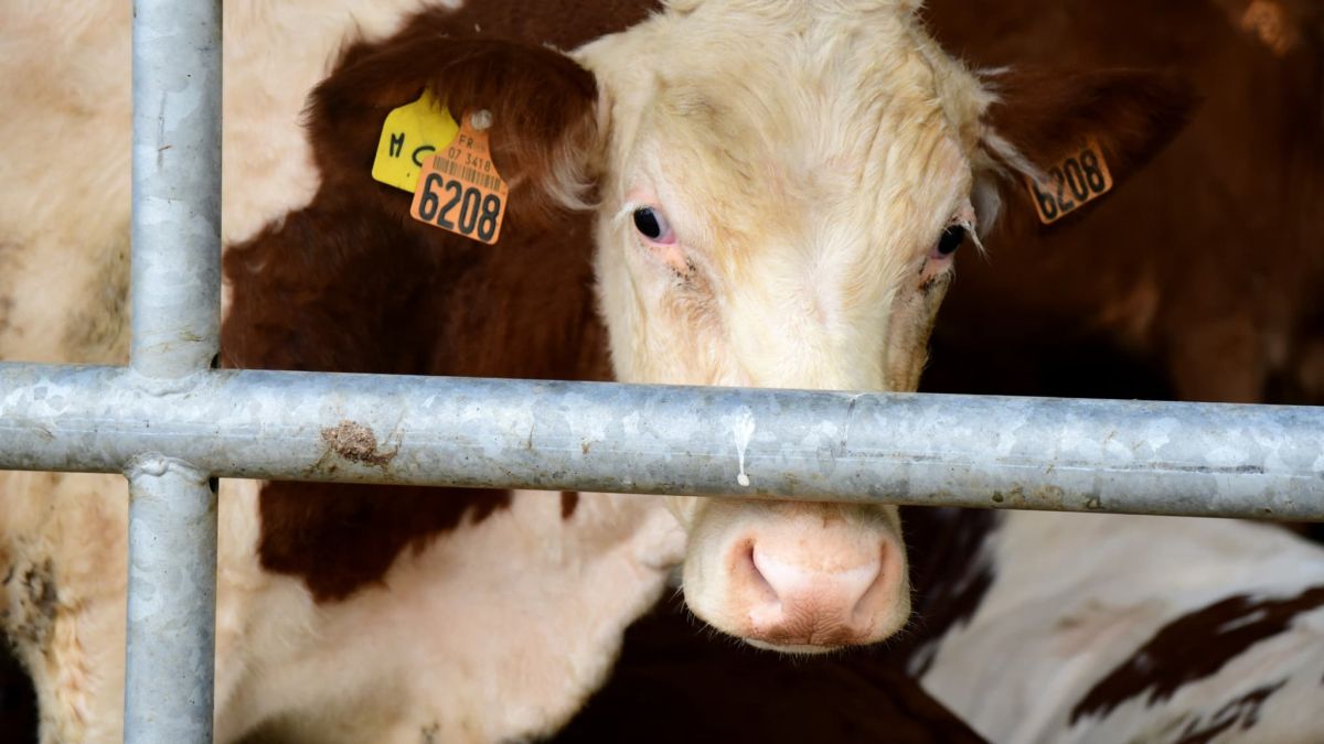 Le bail à cheptel : un investissement rural à l'épreuve du temps