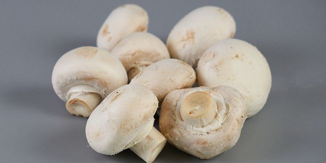 Le champignon de Paris : histoire et secrets de culture