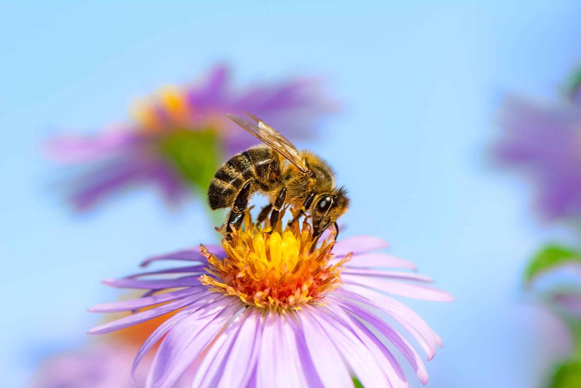 Attirez les abeilles dans votre jardin avec ces conseils pratiques