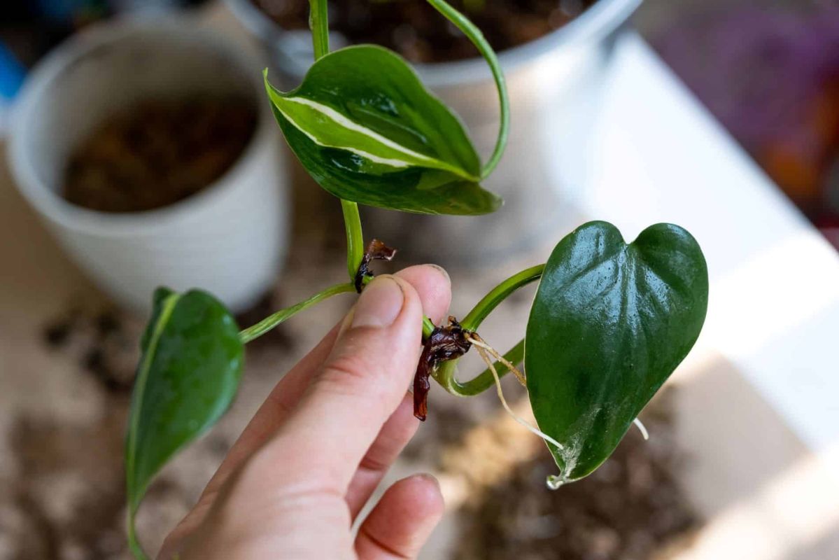 Redonnez vie à vos boutures avec ce produit naturel tout simplement étonnant