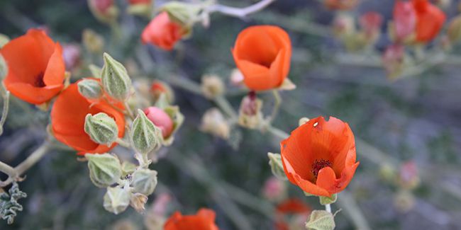 La mauve du désert : une beauté résiliente pour les jardins secs