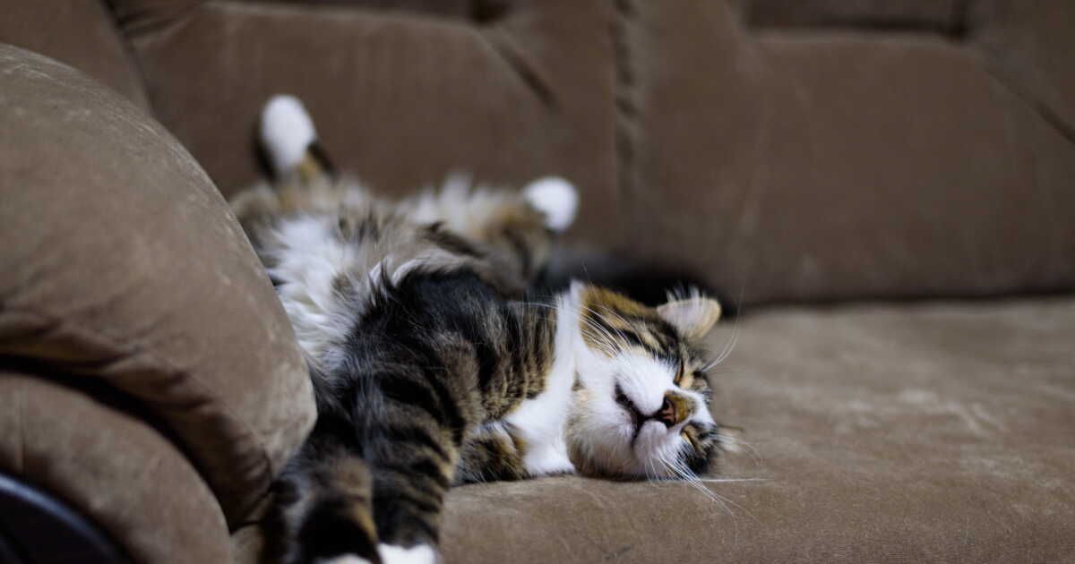 Dites adieu aux poils d'animaux sur vos meubles grâce à cette méthode efficace