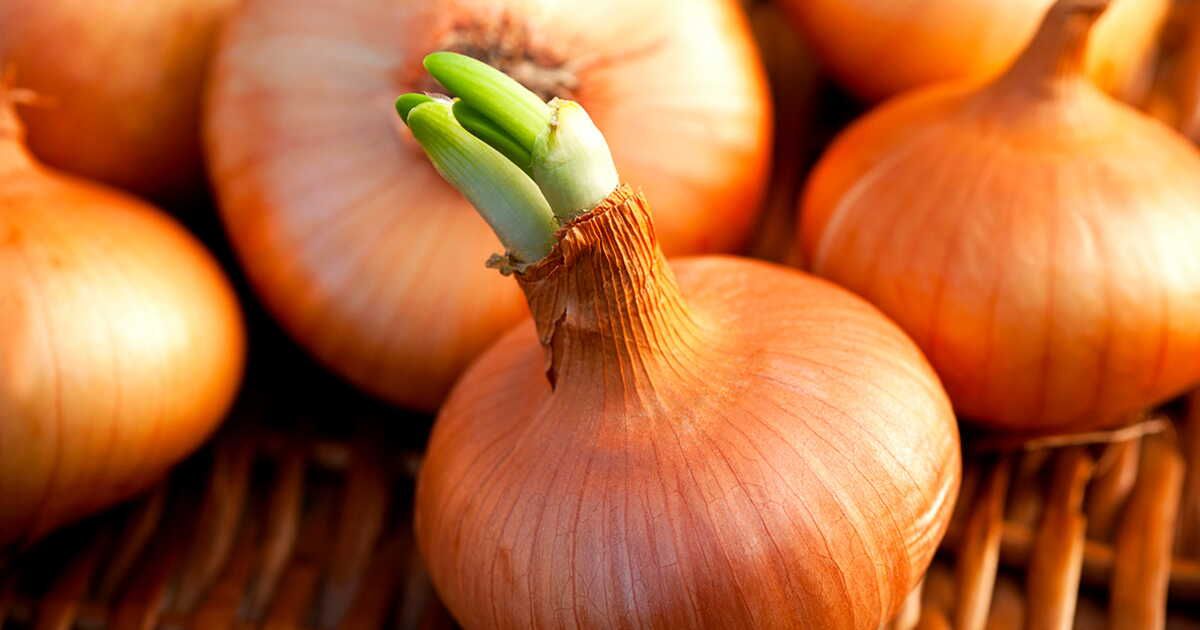 Peut-on consommer des oignons germés sans danger ?