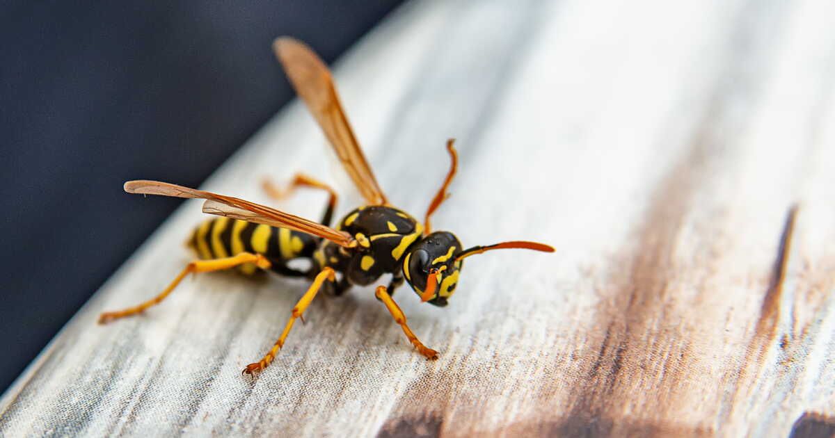 Une méthode surprenante pour éloigner les guêpes de vos repas en plein air