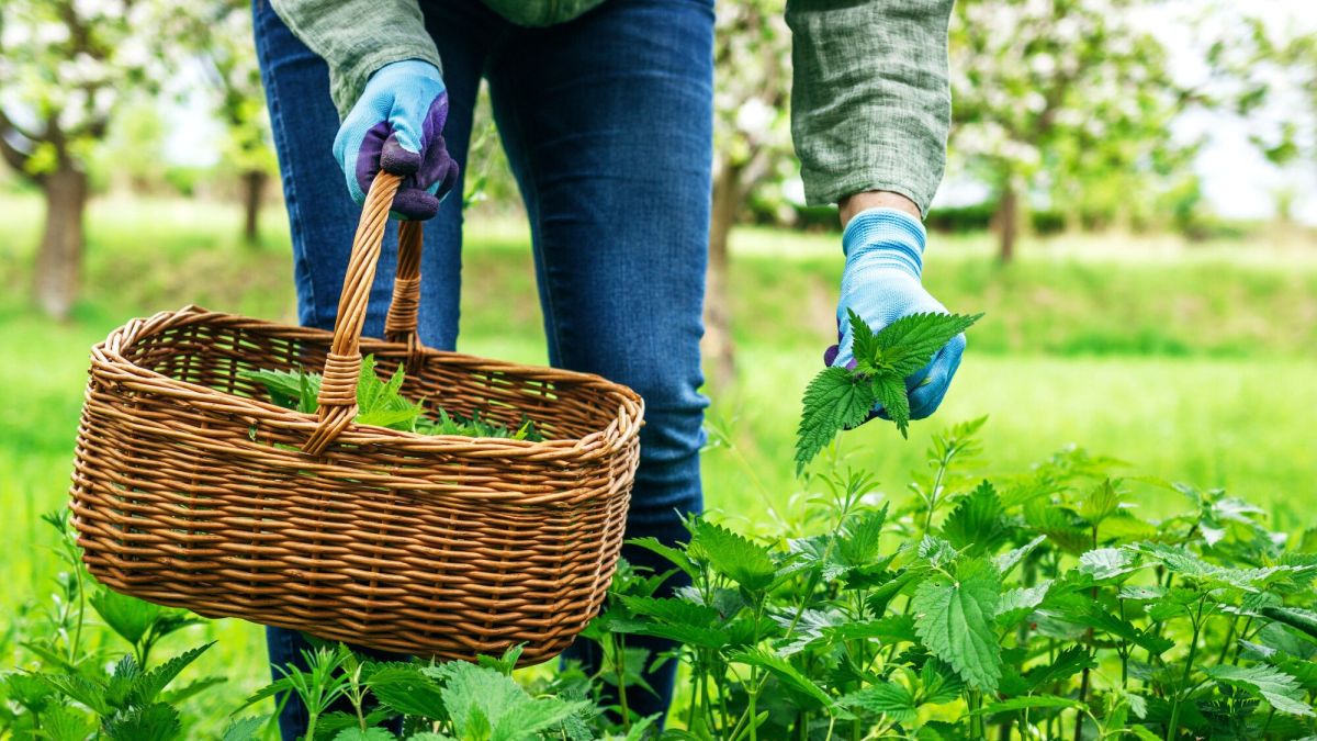 Au jardin, l'ortie révèle ses trésors