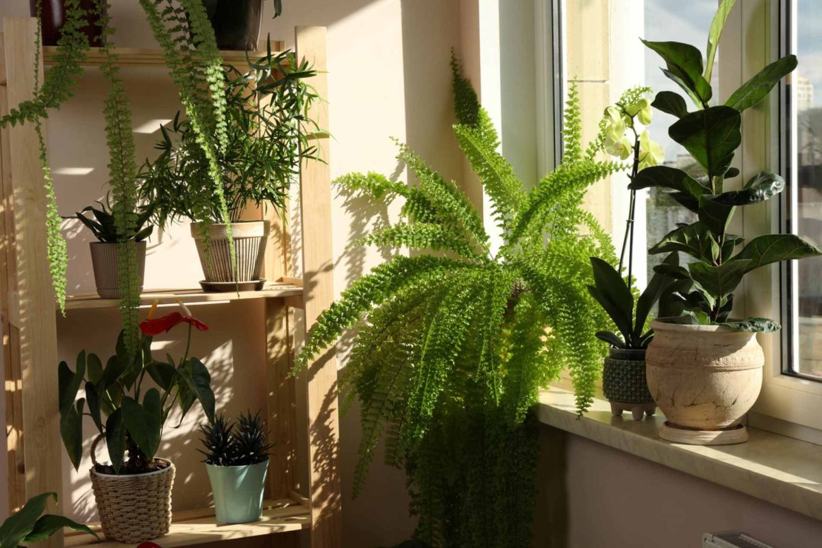 des plantes idéalement adaptées contre l'humidité de votre maison