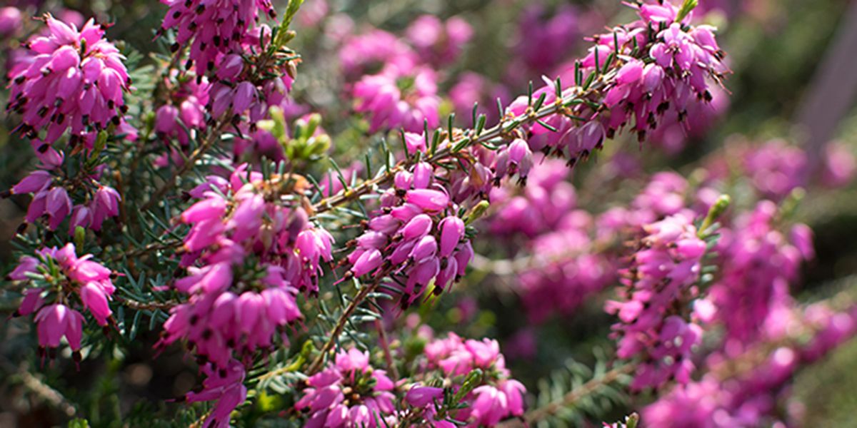 La bruyère : la touche colorée de votre jardin en hiver