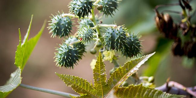 Le ricin commun (Ricinus communis), à l'origine de l’huile de ricin