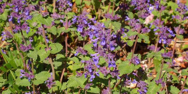 La ballote noire : un allié naturel pour apaiser l'anxiété