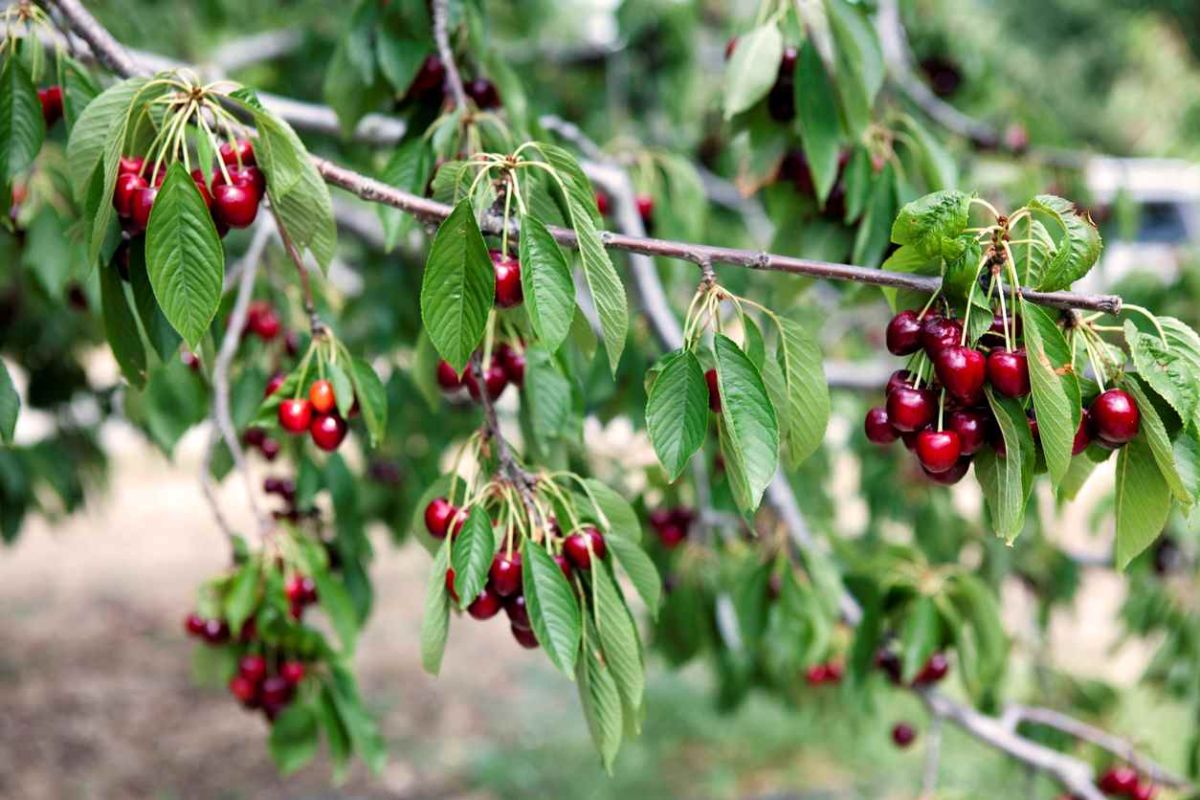 Les secrets d'une plantation réussie de cerisiers