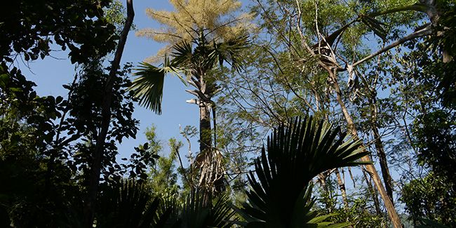 À la rencontre du palmier talipot, un géant aux fleurs spectaculaires