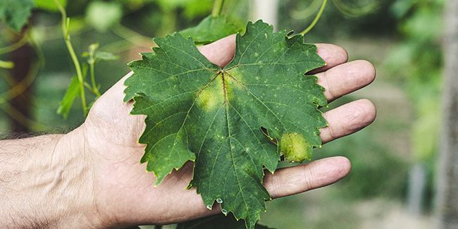 Protéger son potager : l'art de lutter contre les maladies du jardin