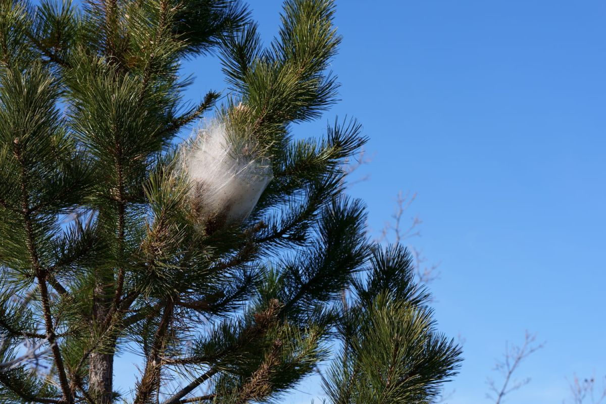 Agir dès maintenant contre les chenilles processionnaires pour préserver nos forêts