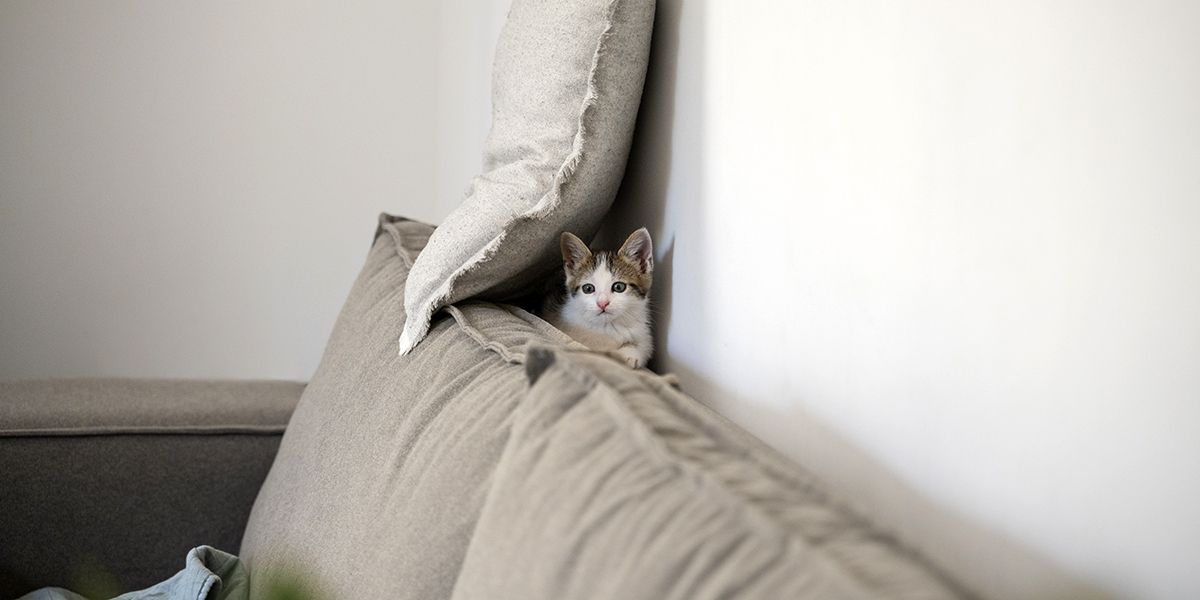 les secrets pour restaurer un canapé griffé par un chat