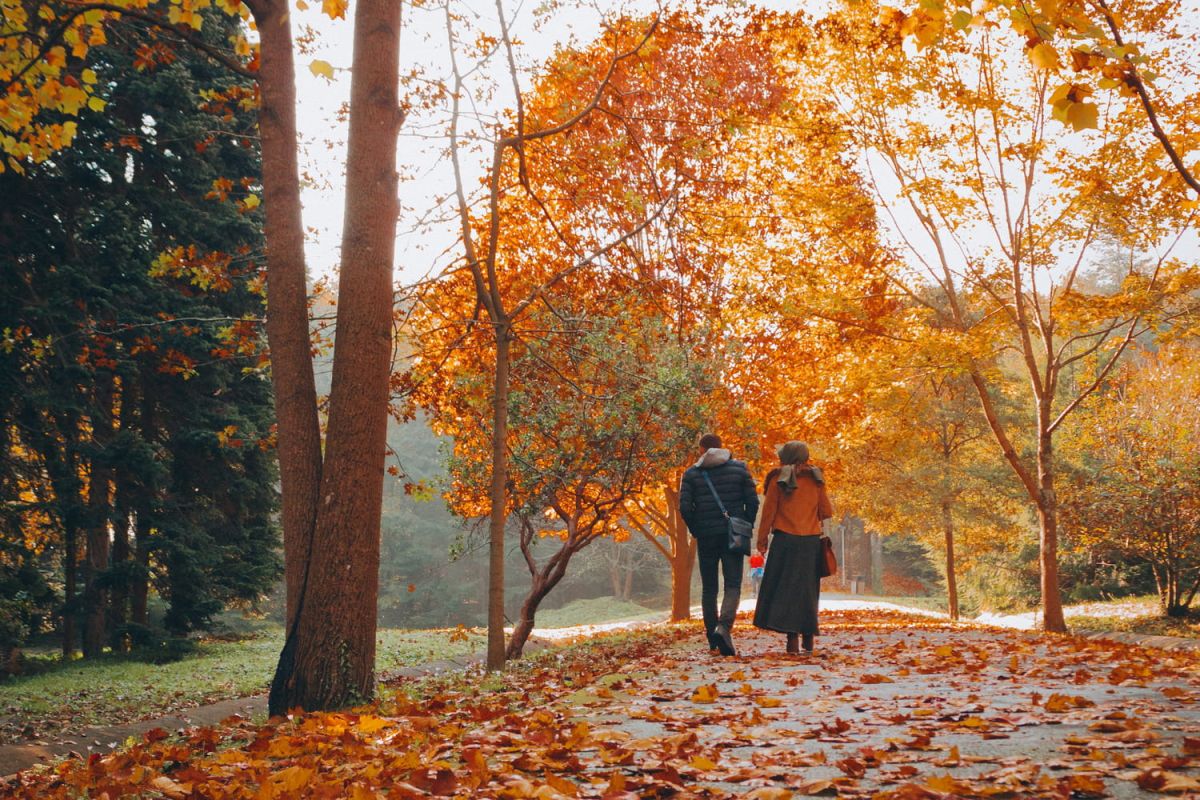 l'hiver approche, attention aux arbres en feuillage tardif