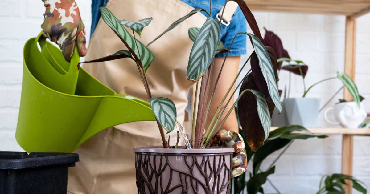 Les secrets pour reconnaître quand vos plantes ont soif