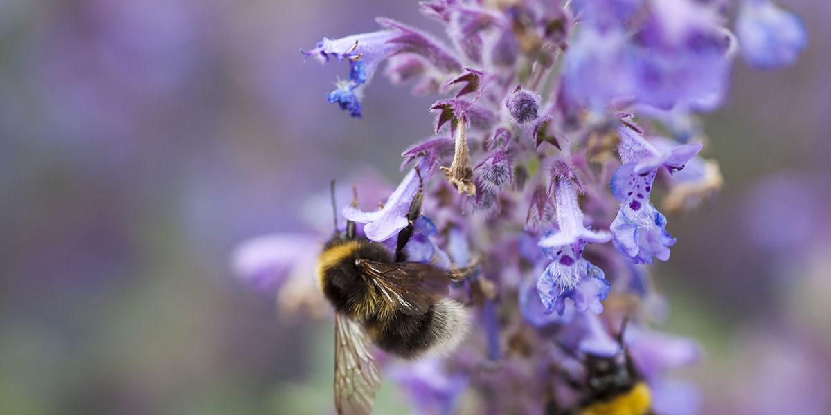 Népéta (Nepeta cataria), cataire ou herbe aux chats