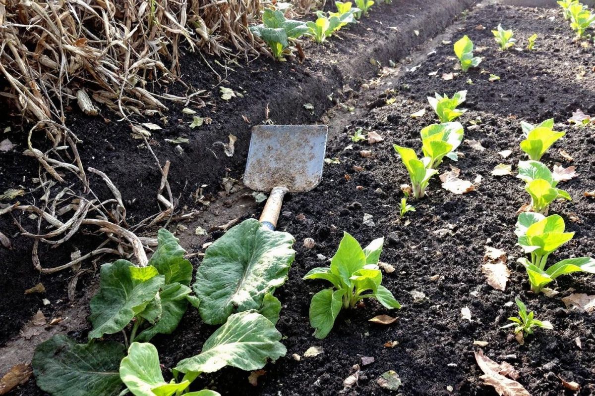 Redonnez vie à votre potager après les récoltes d'août avec compost et résidus