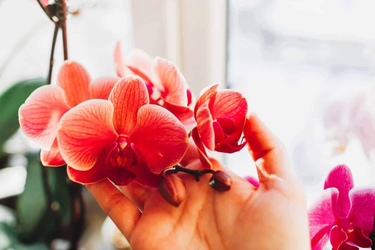 la taille secrète pour des orchidées resplendissantes et fleuries