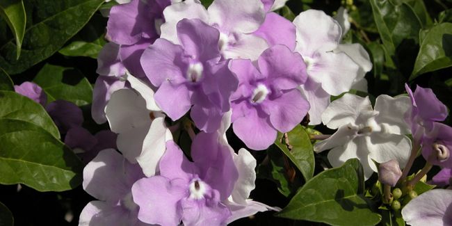 Plongée dans la floraison tricolore de l'arbuste magique