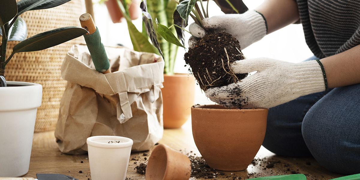 Rempoter une plante verte à l'automne : un choix risqué ?