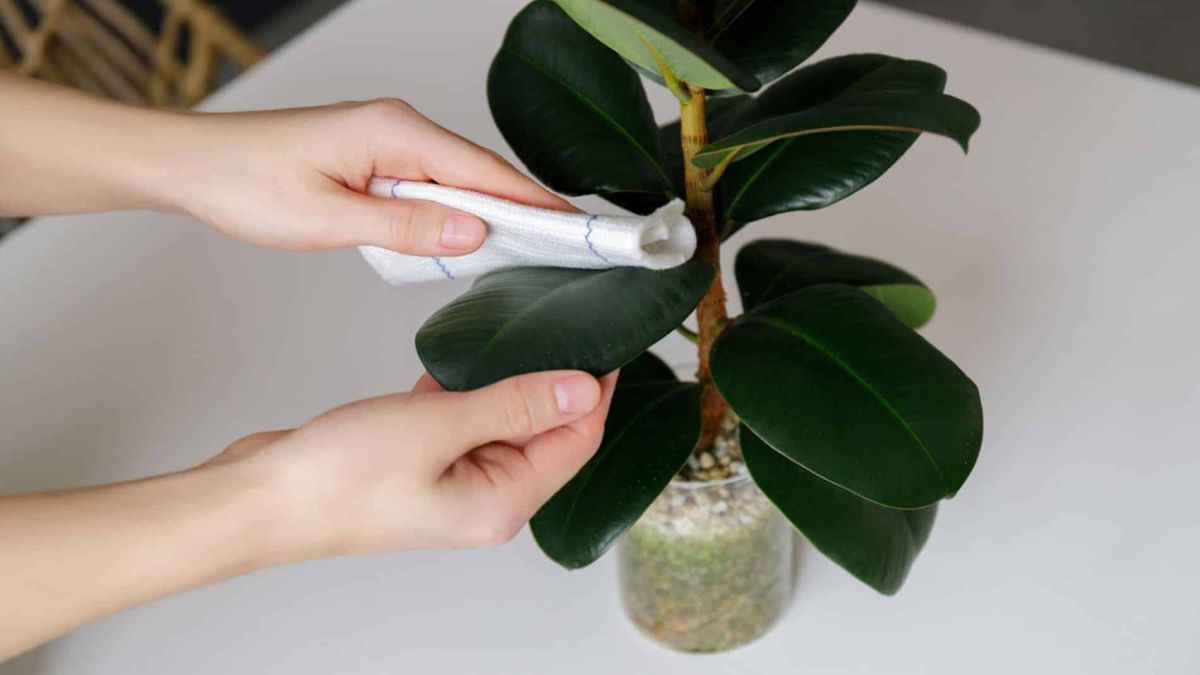 La vaseline, l'alliée secrète des jardiniers : découvrez ses multiples usages