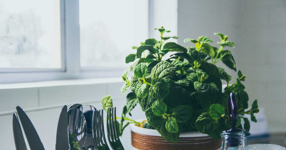 Cultiver la menthe : astuces pour un jardin aromatique réussi