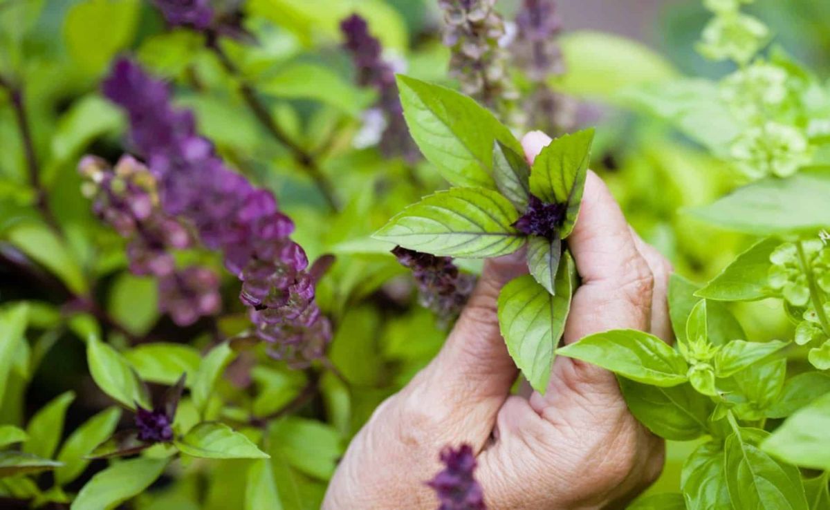le basilic thaï : la star des potagers en période de canicule
