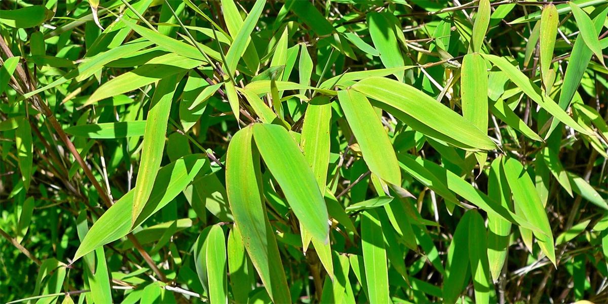 Le bambou Fargesia : un allié vert pour votre jardin sans invasivité