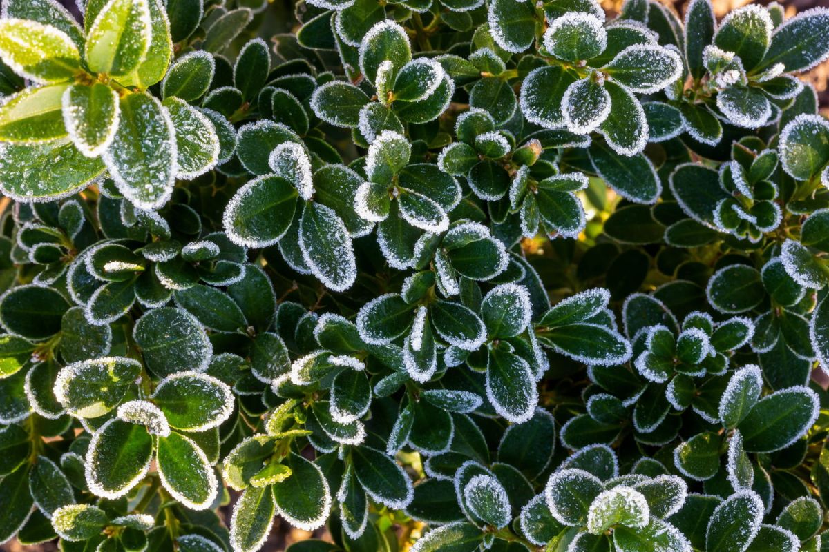 Des plantes à adopter pour un balcon d'hiver sans souci