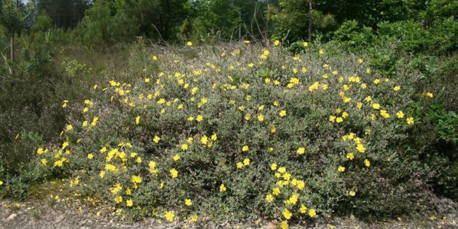 Ciste faux-alysson : un arbuste résilient pour les jardins secs