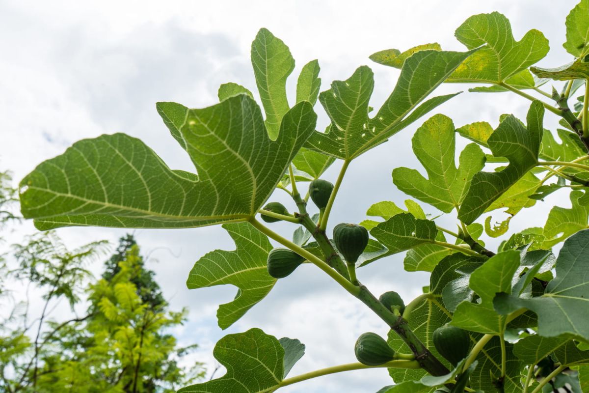 Cultiver le figuier : variétés, plantation et soins essentiels