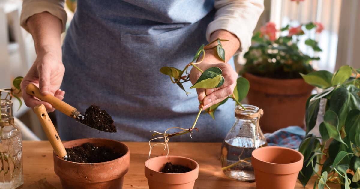 Multiplier ses plantes : le guide ultime des meilleures périodes pour bouturer