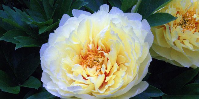 Pivoine Itoh (Paeonia x Itoh) ou pivoine intersectionnelle