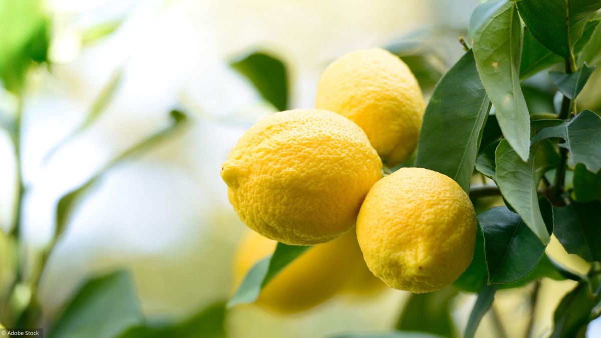 Astuces incontournables pour restaurer votre citronnier en détresse