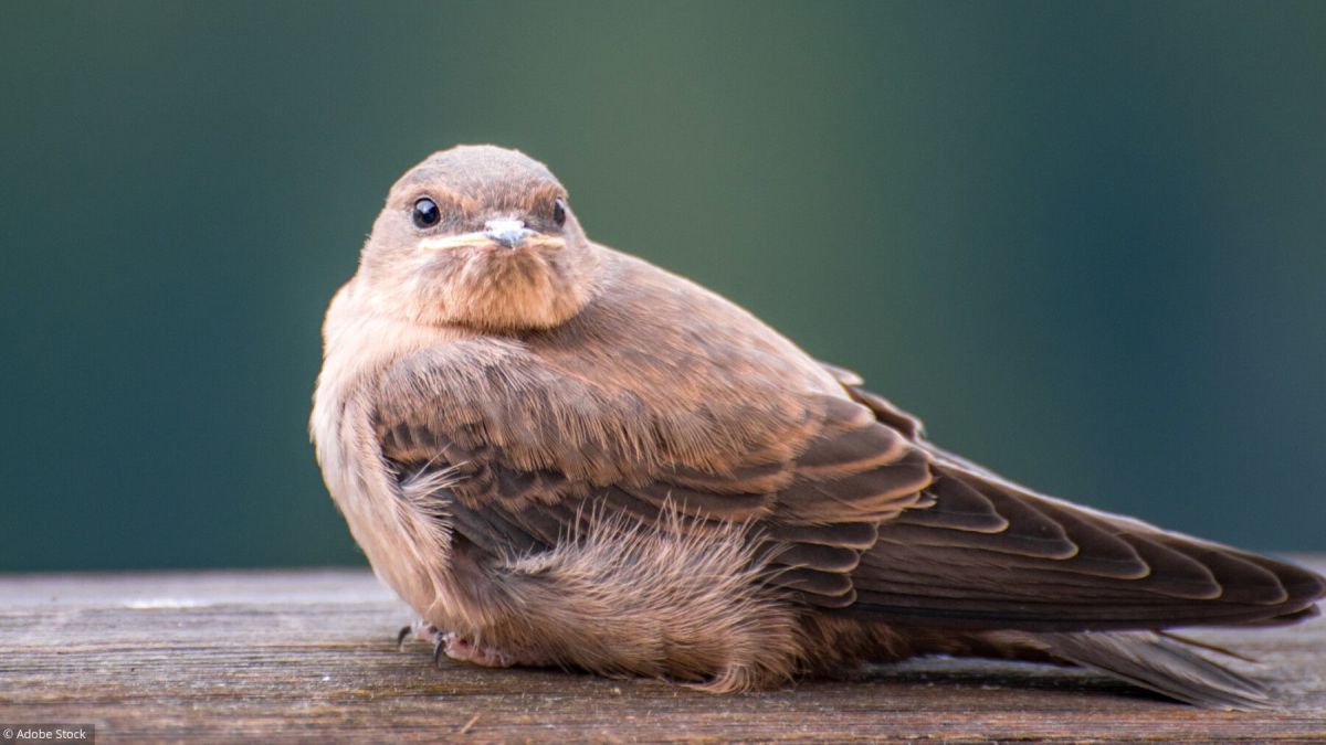 Aider un oiseau blessé : les gestes qui sauvent